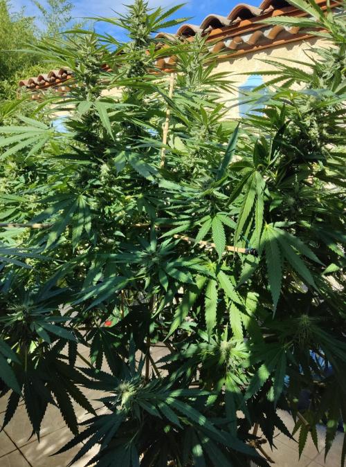 Delicious seeds ER/SP/BB/G. Week 22 - Sunday Punch 
24 septembre 