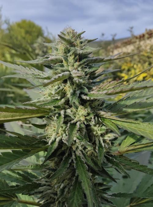 Delicious seeds ER/SP/BB/G. Week 22 - Sunday Punch 
28 septembre 