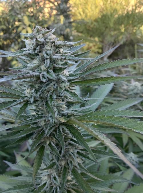 Delicious seeds ER/SP/BB/G. Week 22 - Sunday Punch 
29 septembre 