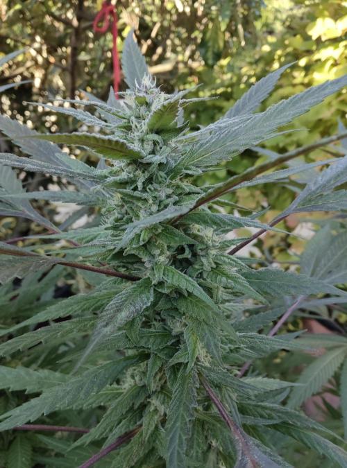 Delicious seeds ER/SP/BB/G. Week 22 - Golosa 
30 septembre 