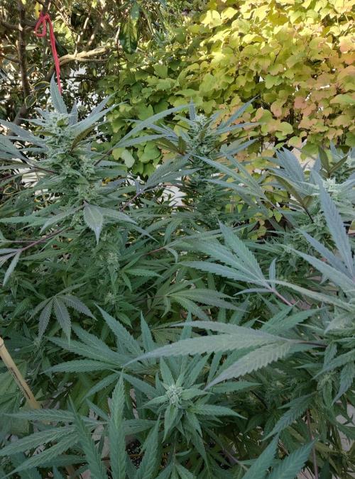 Delicious seeds ER/SP/BB/G. Week 22 - Golosa 
30 septembre 