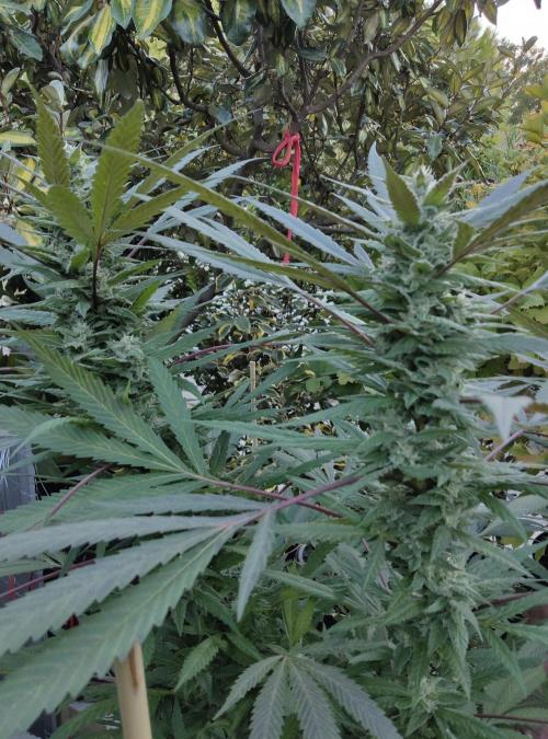 Delicious seeds ER/SP/BB/G. Week 22 - Golosa 
30  septembre 