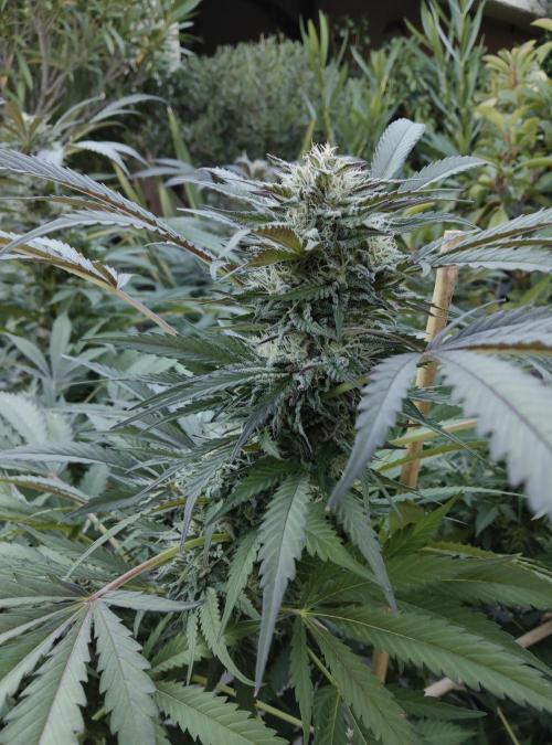 Delicious seeds ER/SP/BB/G. Week 22 - Bay Burger 
30 septembre 