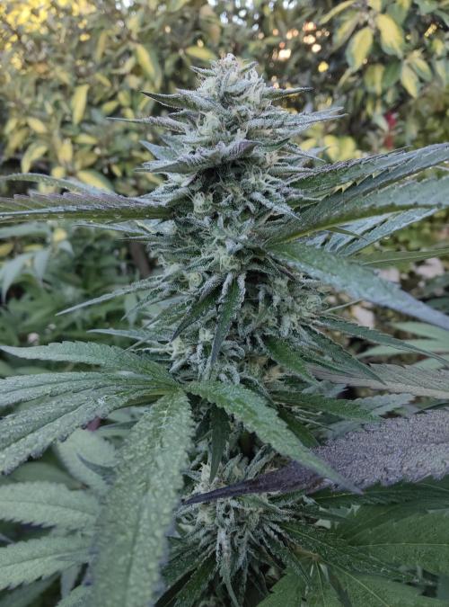 Delicious seeds ER/SP/BB/G. Week 22 - Bay Burger 
30 septembre 