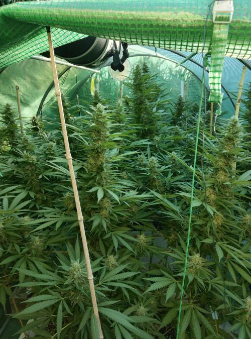 Delicious seeds ER/SP/BB/G. Week 22 - Eleven Roses 
29 septembre 