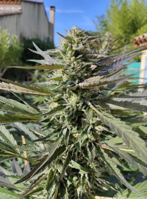 Delicious seeds ER/SP/BB/G. Week 22 - Sunday Punch 
30 septembre 