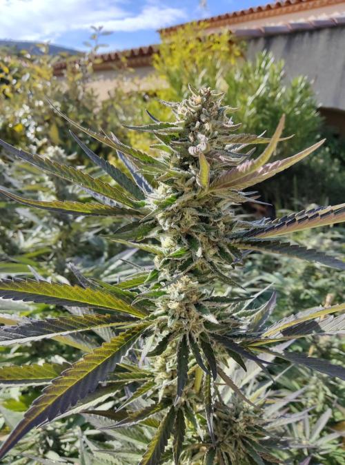 Delicious seeds ER/SP/BB/G. Week 22 - Sunday Punch 
30 septembre 