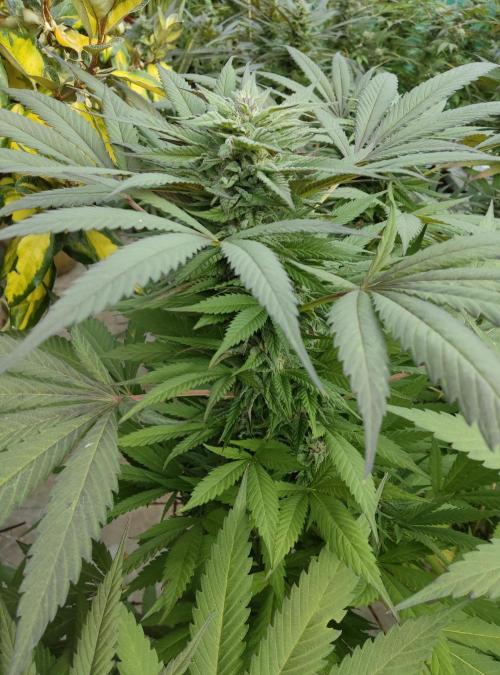 Delicious seeds ER/SP/BB/G. Week 23 - Golosa 
3 octobre 