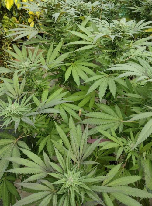 Delicious seeds ER/SP/BB/G. Week 23 - Golosa 
3 octobre 