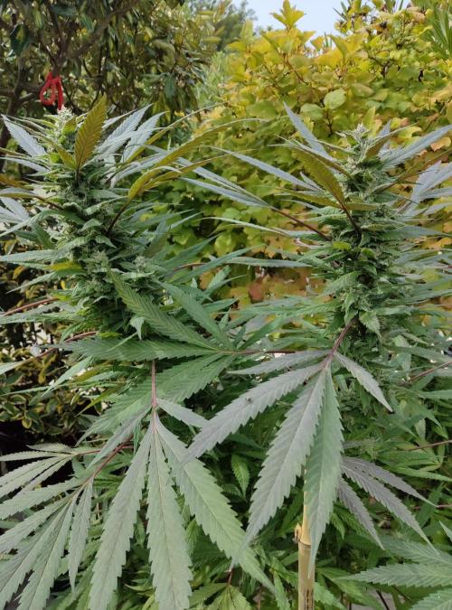 Delicious seeds ER/SP/BB/G. Week 23 - Golosa 3 octobre 