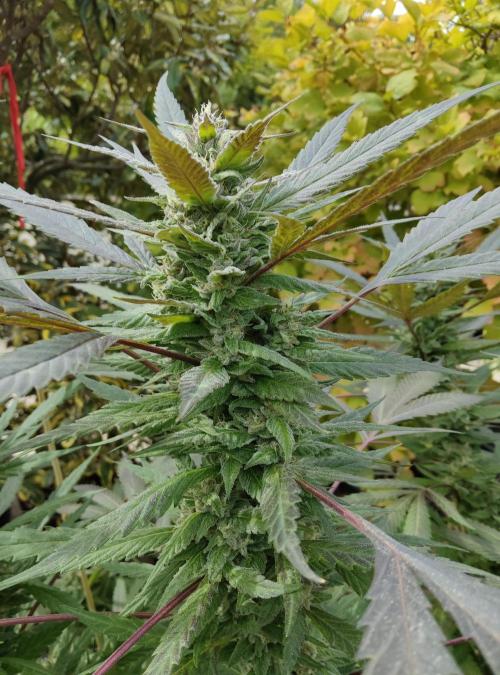 Delicious seeds ER/SP/BB/G. Week 23 - Golosa
3 octobre 