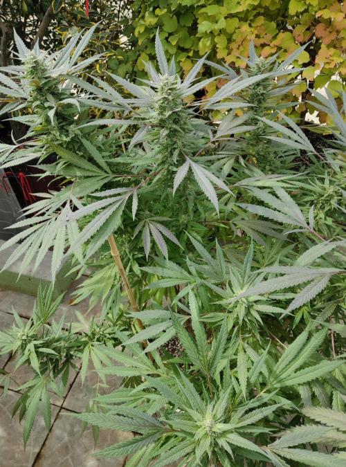 Delicious seeds ER/SP/BB/G. Week 23 - Golosa
3 octobre 