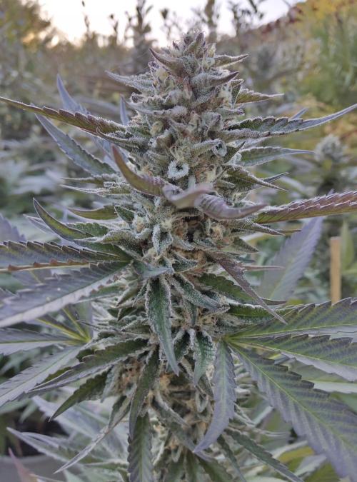 Delicious seeds ER/SP/BB/G. Week 23 - Sunday Punch 
5 octobre 