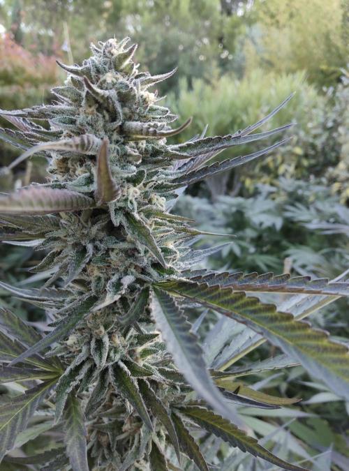 Delicious seeds ER/SP/BB/G. Week 23 - Sunday Punch 
5 octobre 