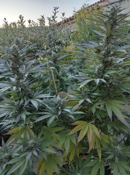 Delicious seeds ER/SP/BB/G. Week 23 - Sunday Punch 
5 octobre 