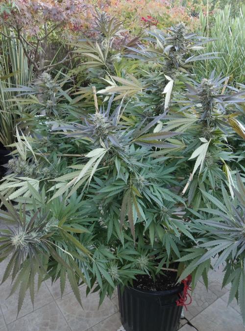 Delicious seeds ER/SP/BB/G. Week 23 - Sunday  Punch 
5 octobre 