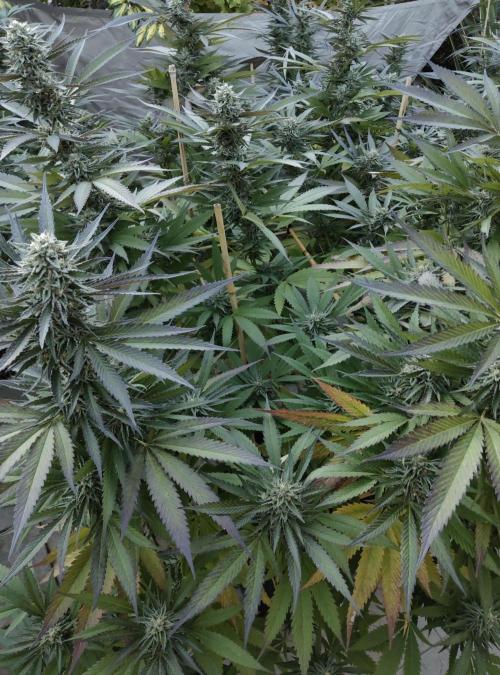 Delicious seeds ER/SP/BB/G. Week 23 - Sunday Punch 
5 octobre 