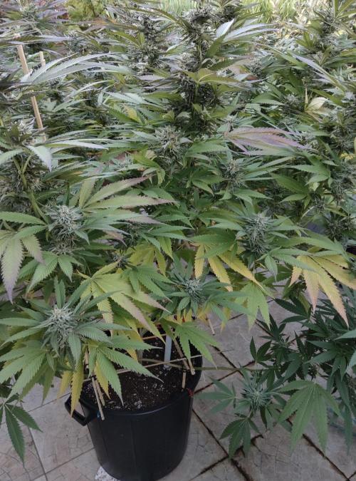 Delicious seeds ER/SP/BB/G. Week 23 - Sunday Punch 
6 octobre 