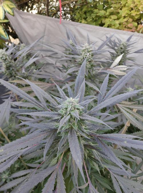 Delicious seeds ER/SP/BB/G. Week 23 - Bay Burger 
8 octobre 