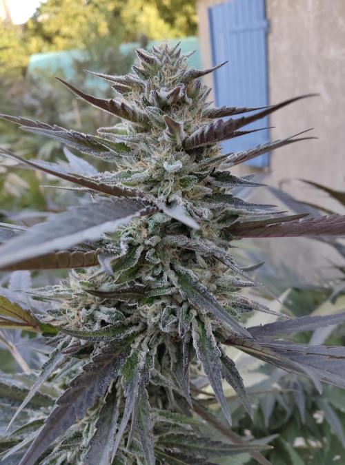 Delicious seeds ER/SP/BB/G. Week 23 - Sunday Punch 
8 octobre