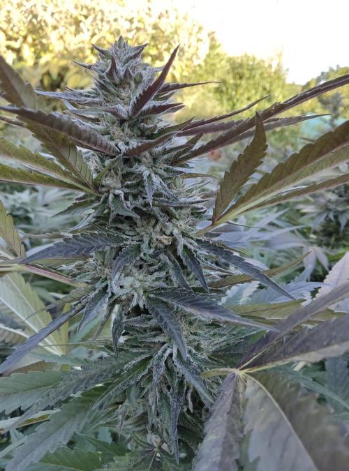 Delicious seeds ER/SP/BB/G. Week 23 - Sunday Punch 
8 octobre 