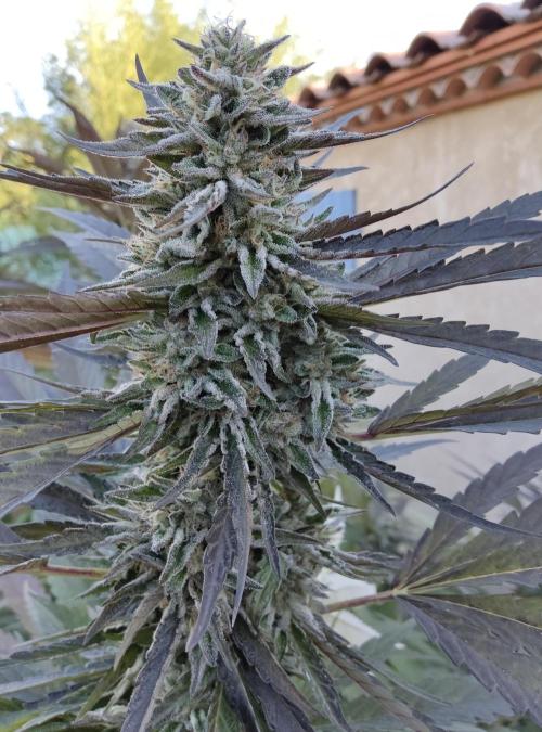 Delicious seeds ER/SP/BB/G. Week 23 - Sunday Punch 
8 octobre 