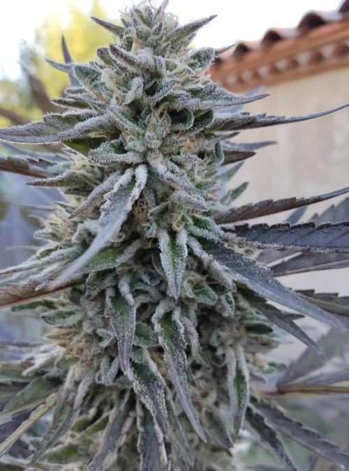 Delicious seeds ER/SP/BB/G. Week 23 - Sunday Punch 
8 octobre 