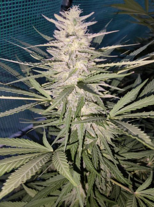 Delicious seeds ER/SP/BB/G. Week 23 - Eleven Roses 
3 octobre 