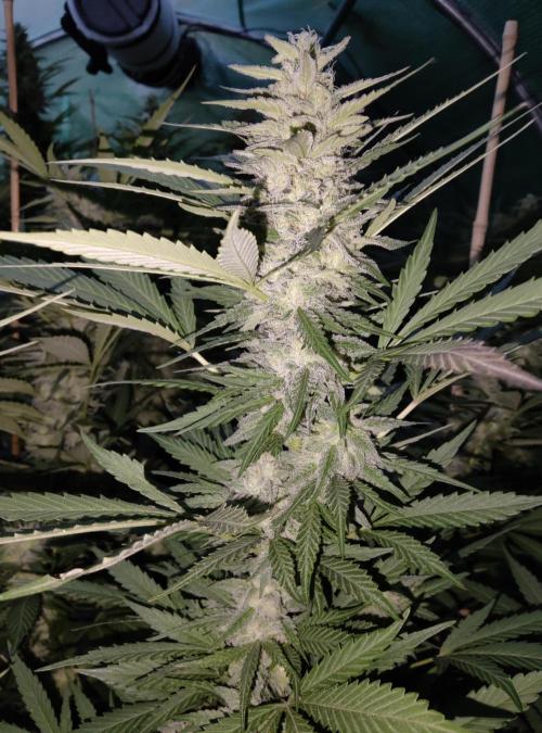 Delicious seeds ER/SP/BB/G. Week 23 - Eleven Roses 
3 octobre 