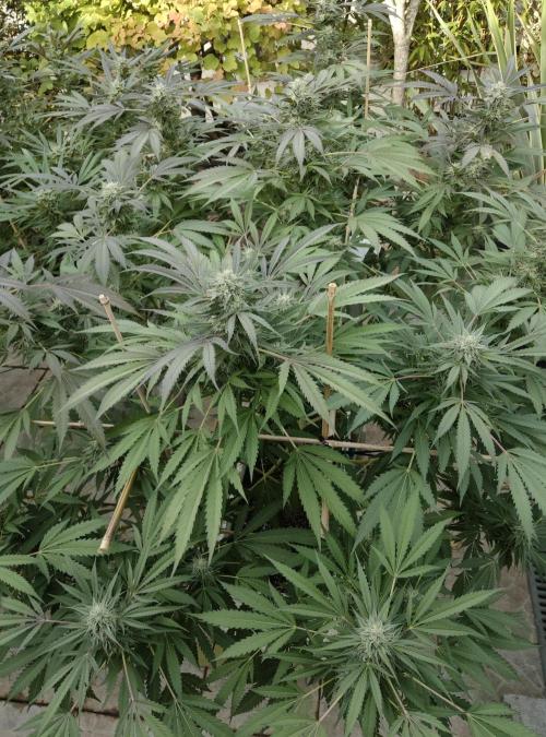 Delicious seeds ER/SP/BB/G. Week 23 - Bay Burger 
3 octobre 