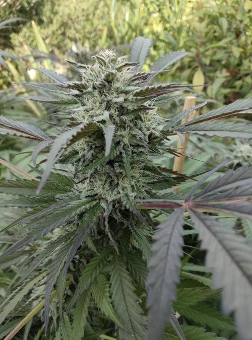 Delicious seeds ER/SP/BB/G. Week 23 - Bay Burger 
3 octobre 