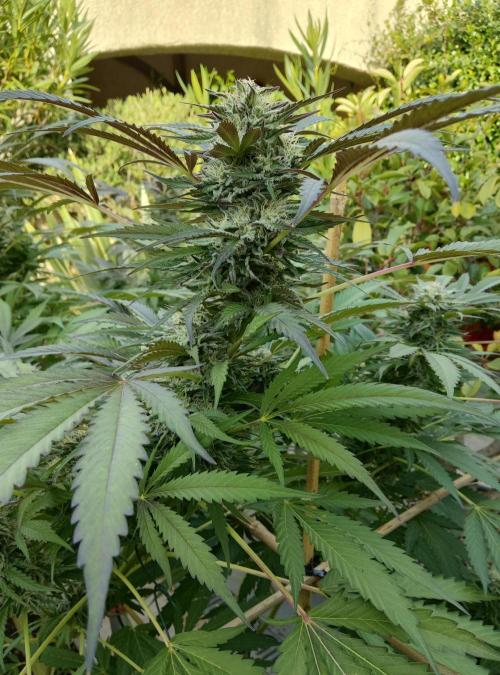 Delicious seeds ER/SP/BB/G. Week 23 - Bay Burger 
3 octobre 