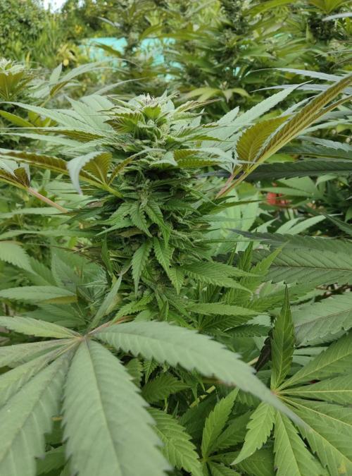 Delicious seeds ER/SP/BB/G. Week 23 - Golosa 
3 octobre