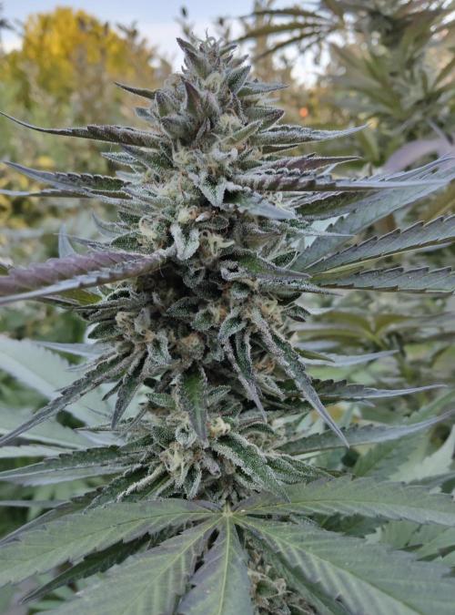 Delicious seeds ER/SP/BB/G. Week 23 - Sunday Punch 
6 octobre 