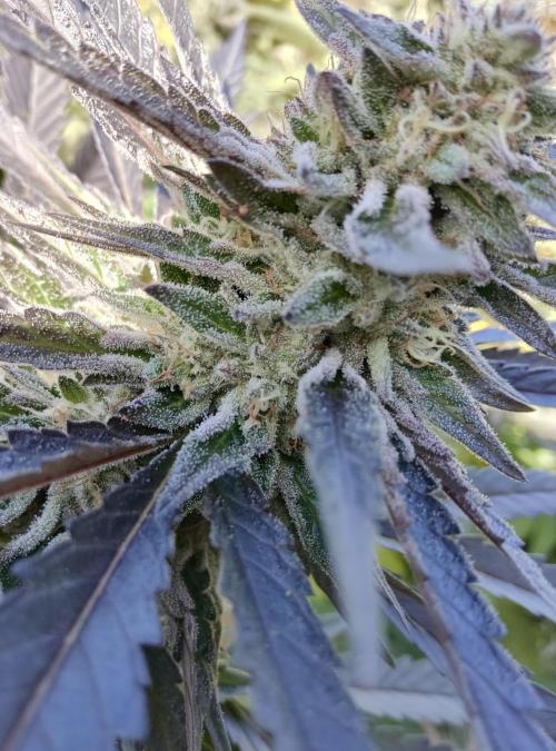 Delicious seeds ER/SP/BB/G. Week 23 - Sunday Punch 
6 octobre 