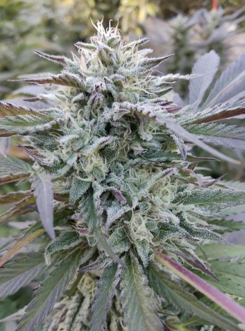 Delicious seeds ER/SP/BB/G. Week 23 - Bay Burger 
8 octobre 