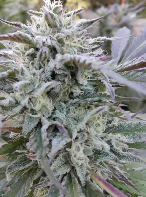 Delicious seeds ER/SP/BB/G. Week 23 - Bay Burger 
8 octobre 