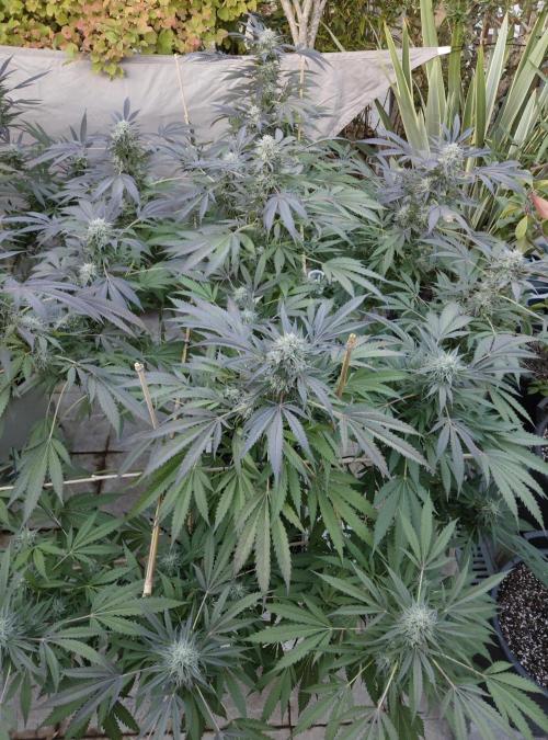 Delicious seeds ER/SP/BB/G. Week 23 - Bay Burger 
8 octobre 