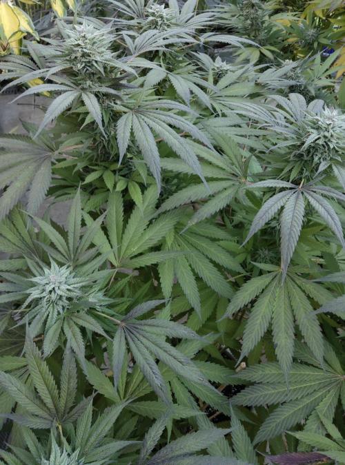 Delicious seeds ER/SP/BB/G. Week 23 - Golosa 
8 octobre 