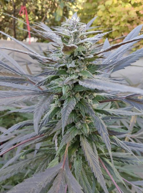 Delicious seeds ER/SP/BB/G. Week 23 - Golosa 
8 octobre 