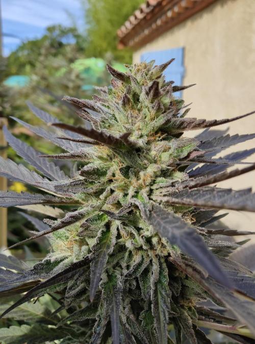 Delicious seeds ER/SP/BB/G. Week 24 - Sunday Punch 
9 octobre 