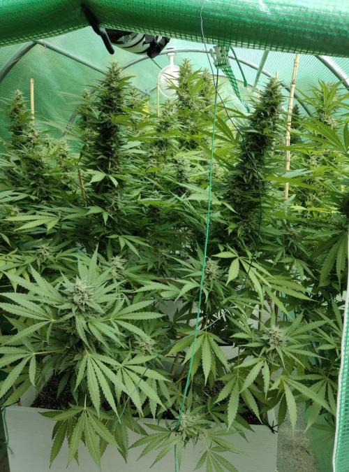 Delicious seeds ER/SP/BB/G. Week 24 - Eleven Roses 
9 octobre 