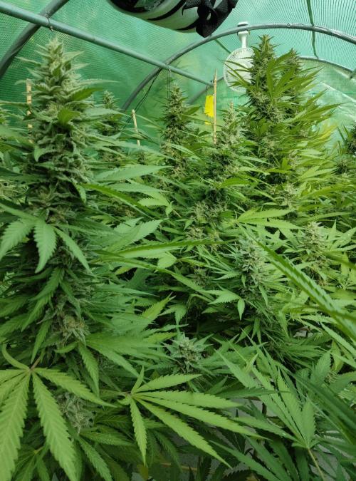 Delicious seeds ER/SP/BB/G. Week 24 - Eleven Roses
9 octobre 