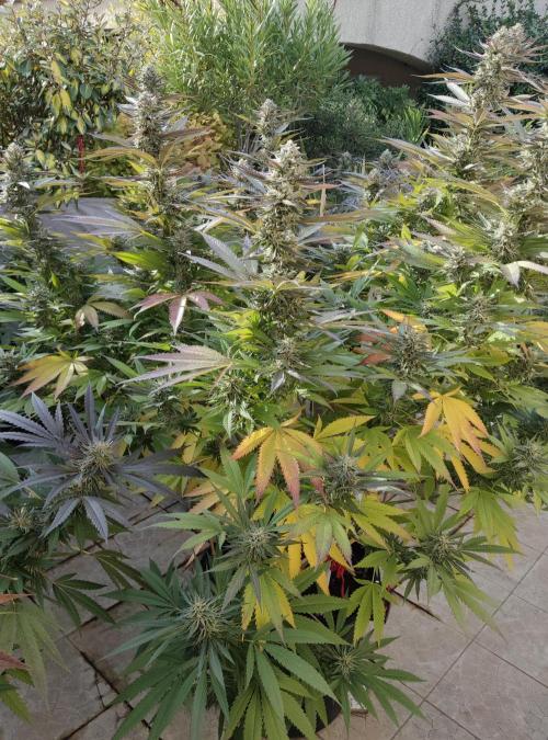 Delicious seeds ER/SP/BB/G. Week 24 - Sunday Punch 
9 octobre 