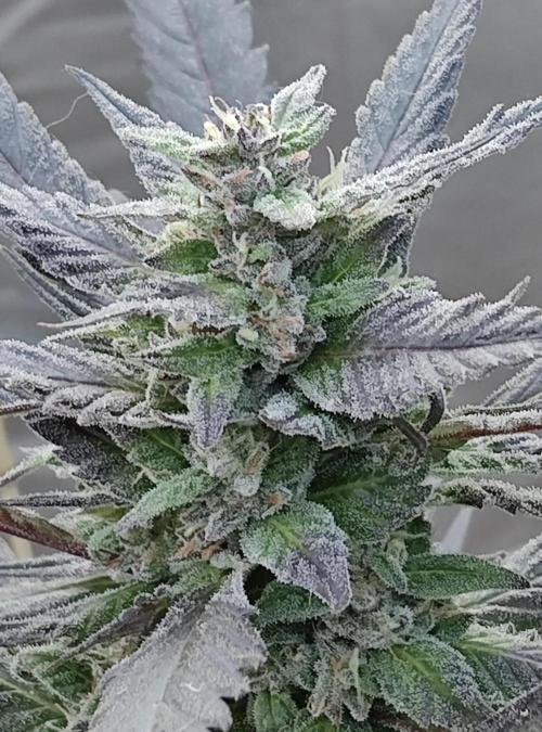 Delicious seeds ER/SP/BB/G. Week 24 - Golosa 1
9 octobre 