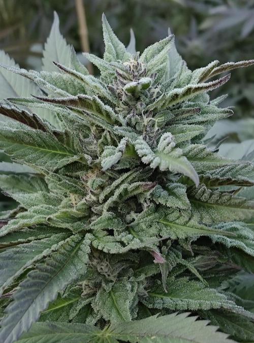 Delicious seeds ER/SP/BB/G. Week 24 - Golosa 2
9 octobre 