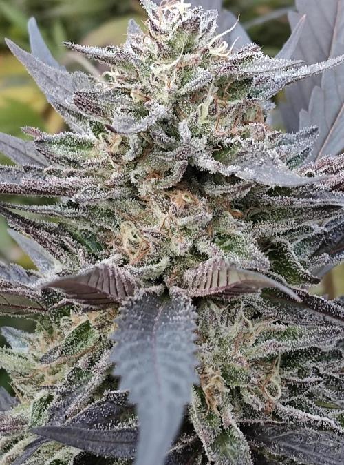 Delicious seeds ER/SP/BB/G. Week 24 - Golosa 9 octobre 