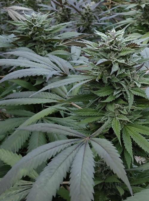 Delicious seeds ER/SP/BB/G. Week 24 - Golosa 
9 octobre 