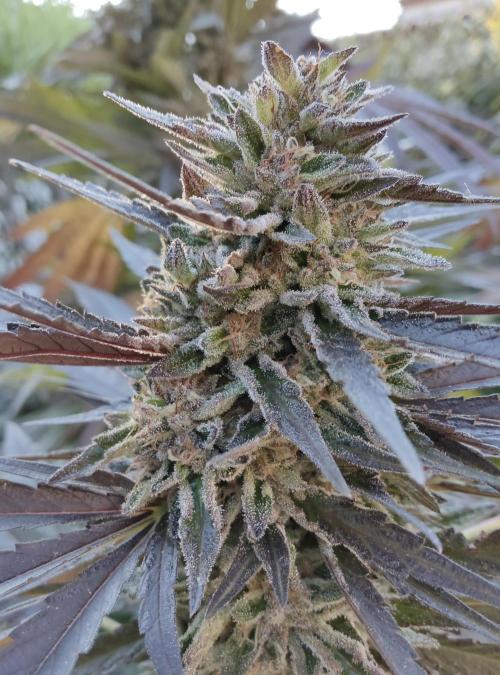 Delicious seeds ER/SP/BB/G. Week 24 - Sunday Punch 
10 octobre 