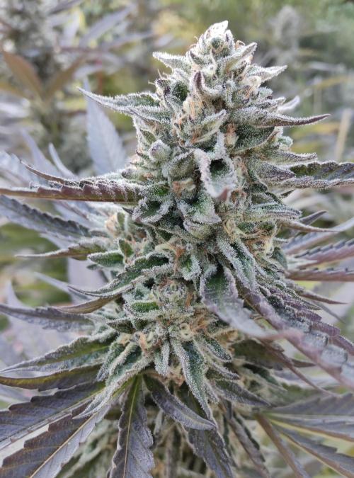 Delicious seeds ER/SP/BB/G. Week 24 - Sunday Punch 
10 octobre 